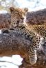 Leopard, Africa, AMFD02_013
