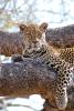 Leopard, Africa, AMFD02_014