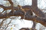 Leopard, Africa, AMFD02_015