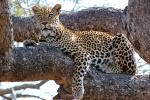 Leopard, Africa, AMFD02_016