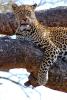 Leopard, Africa, AMFD02_017