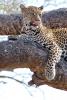 Leopard, Africa, AMFD02_018