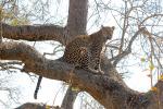 Leopard, Africa, AMFD02_019