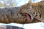 Growl, tongue, teeth, whiskers, Leopard, Africa, AMFD02_020