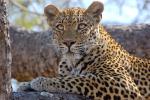 Leopard, Africa, AMFD02_021