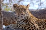Leopard, Africa, AMFD02_022