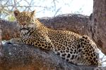 Leopard, Africa, AMFD02_023