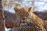 Leopard, Africa, AMFD02_024