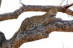 Leopard, Africa, AMFD02_025
