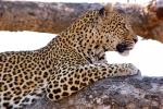 Leopard, Africa, AMFD02_026