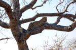 Leopard, Africa, AMFD02_027