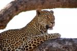 Leopard, Africa, AMFD02_028