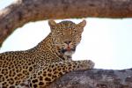Leopard, Africa, AMFD02_029
