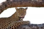 Leopard, Africa, AMFD02_030