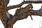 Leopard, Africa, AMFD02_031