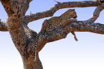 Leopard, Africa, AMFD02_032