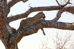 Leopard, Africa, AMFD02_033
