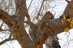 Leopard, Africa, AMFD02_034