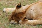 Lion, Africa, AMFD02_040
