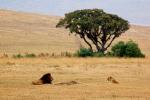 Lion, Africa, AMFD02_041