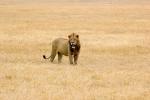 Lion, Africa, AMFD02_046