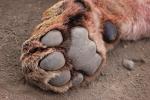 Lion, Female, Paw, Footprint, Africa, AMFD02_057