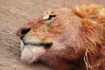 Lion, Female, Africa, AMFD02_060