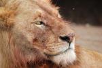 Lion, Female, Africa, AMFD02_061