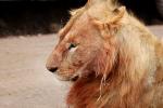 Lion, Female, Africa, AMFD02_063