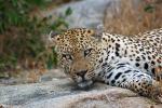 Leopard, Africa, AMFD02_071