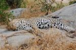 Leopard, Africa, AMFD02_072
