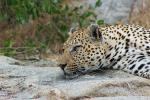 Leopard, Africa, AMFD02_073