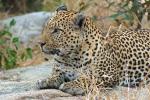 Leopard, Africa, AMFD02_074
