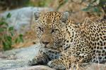 Leopard, Africa, AMFD02_075