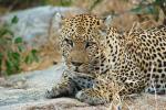 Leopard, Africa, AMFD02_076