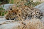 Leopard, Africa, AMFD02_077