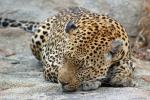Leopard, Africa, AMFD02_078
