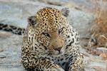 Leopard, Africa, AMFD02_079
