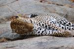 Leopard, Africa, AMFD02_080