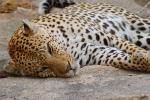 Leopard, Africa, AMFD02_081