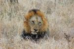Lion, Male, Africa, AMFD02_082