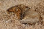 Lion, Male, Africa, AMFD02_083