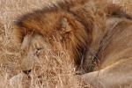 Lion, Male, Africa, AMFD02_084