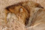 Lion, Male, Africa, AMFD02_085