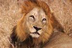 Lion, Male, Africa, AMFD02_086