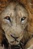 Lion, Male, Africa, AMFD02_088