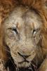 Lion, Male, Africa, AMFD02_089
