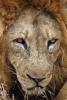 Lion, Male, Africa, AMFD02_090