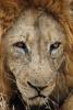 Lion, Male, Africa, AMFD02_091