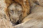 Lion, Male, Africa, AMFD02_093